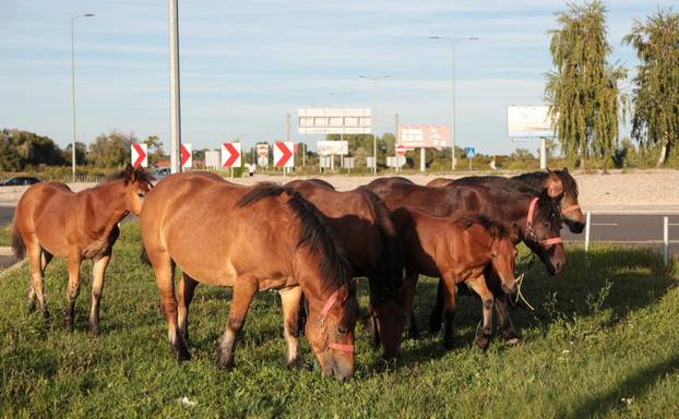 Zagreb: Konji nepoznatog vlasnika slobodno šetaju parkiralištem Zračne luke Franjo Tuđman, intervenirala policija