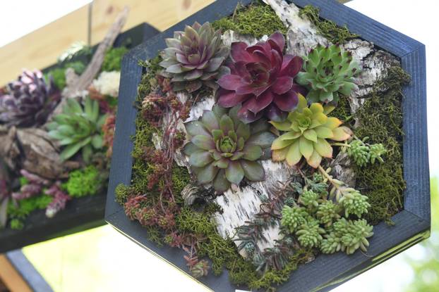 Daruvar: Sajam cvijeća, bilja i sadnica privukao mnogobrojne posjetitelje