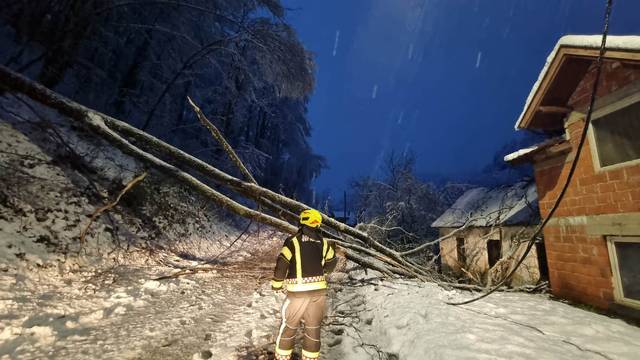 Požeški vatrogasci s prometnica uklonili desetak stabala: 'Jedno drvo je palo na obiteljsku kuću'