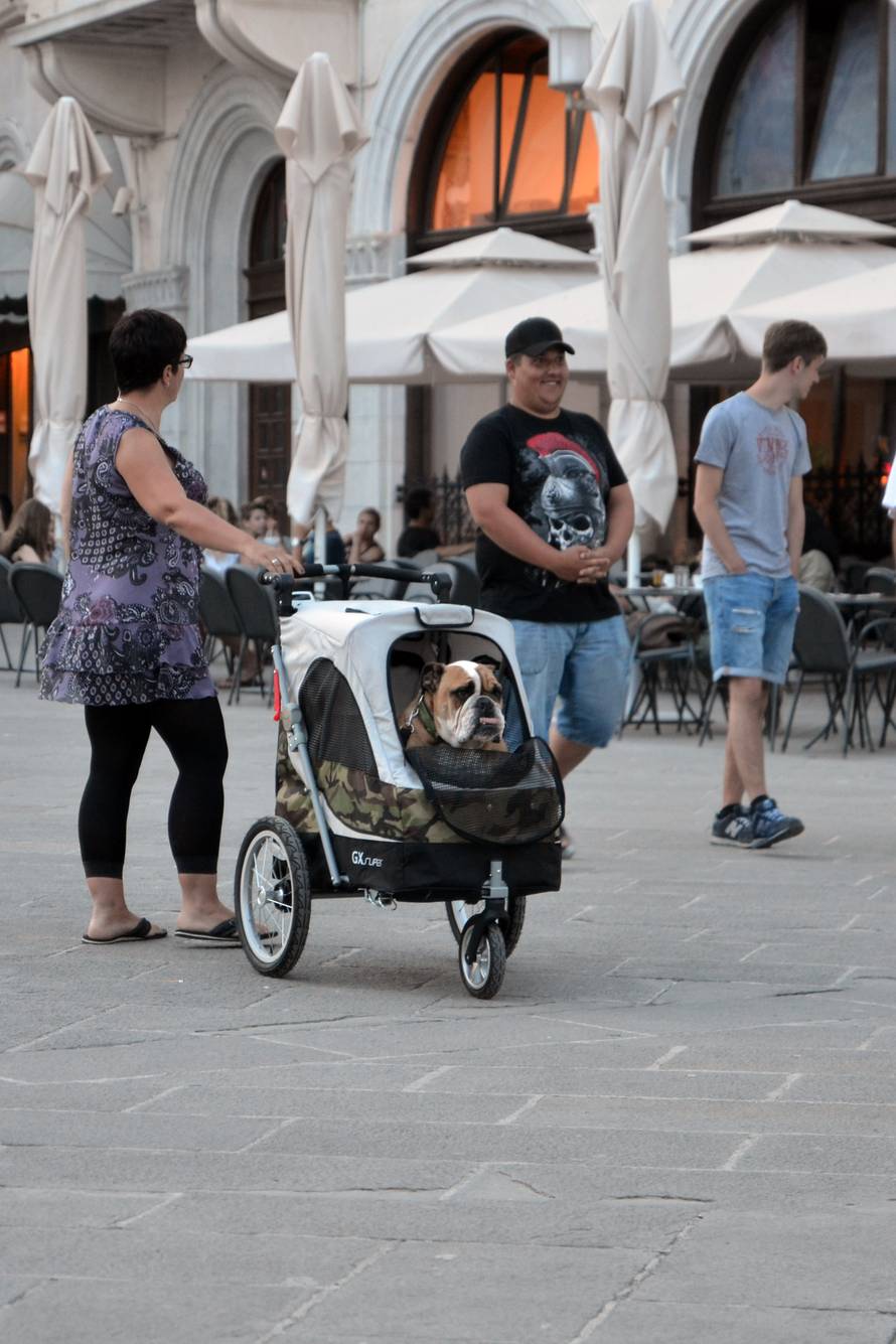 Turisti poveli buldoga u šetnju Pulom u - dječjim kolicima