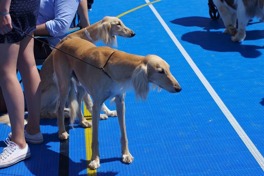 Pseći show: Američki golokoži u ringu s moskovskim čuvarom