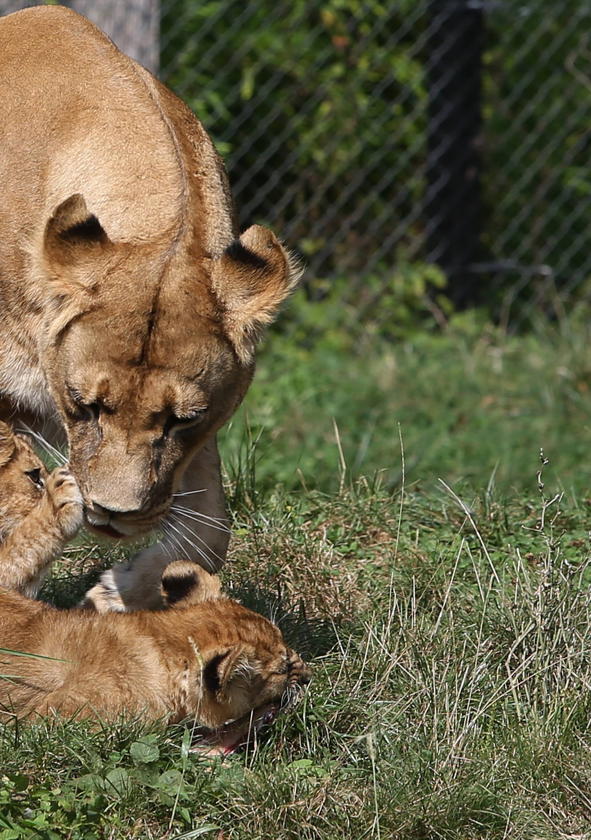 Napokon znamo spol: Lavići iz našeg ZOO-a su curica i dečko