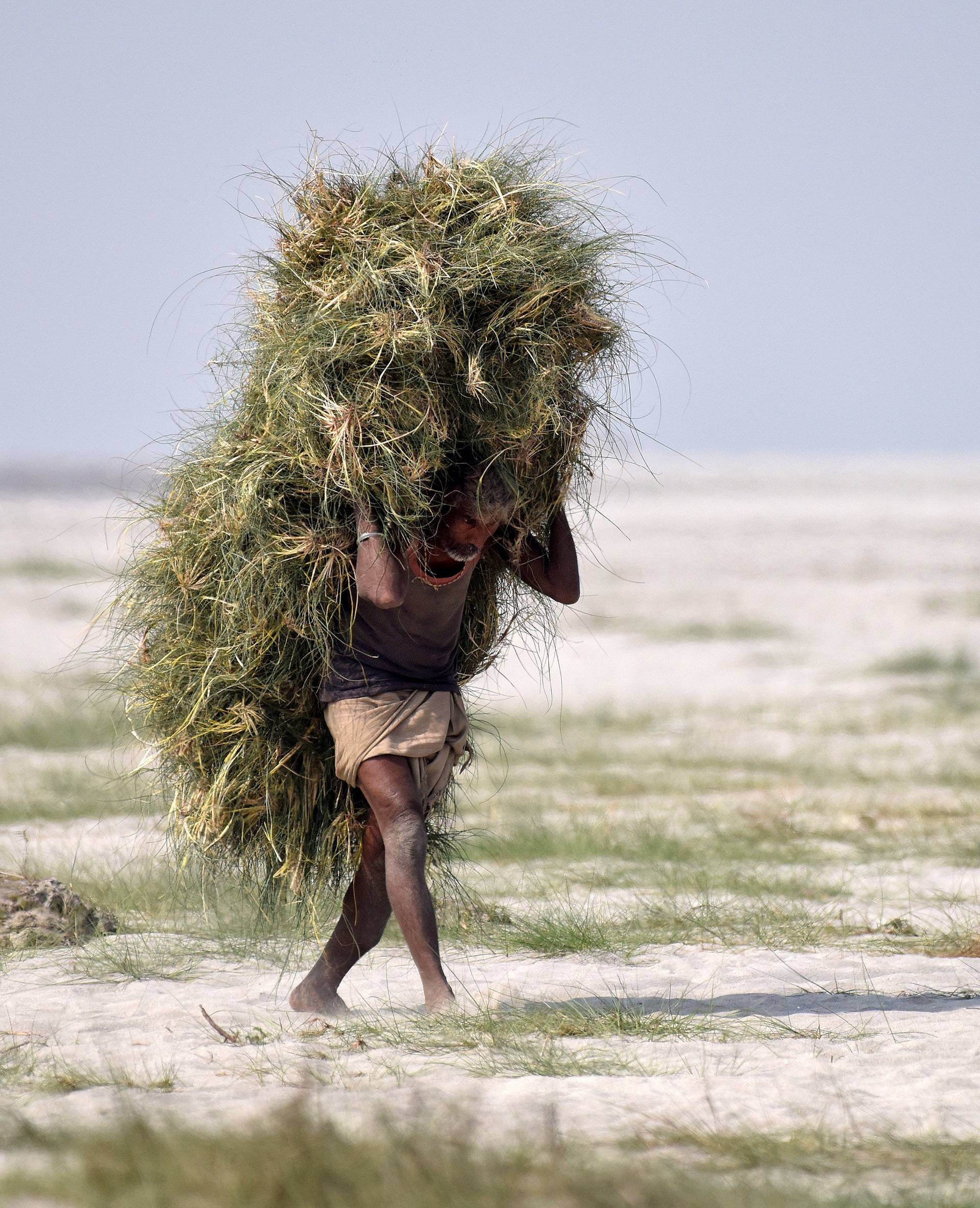 A man carries grass to feed his cattle, on the banks of the river Brahmaputra in Guwahati