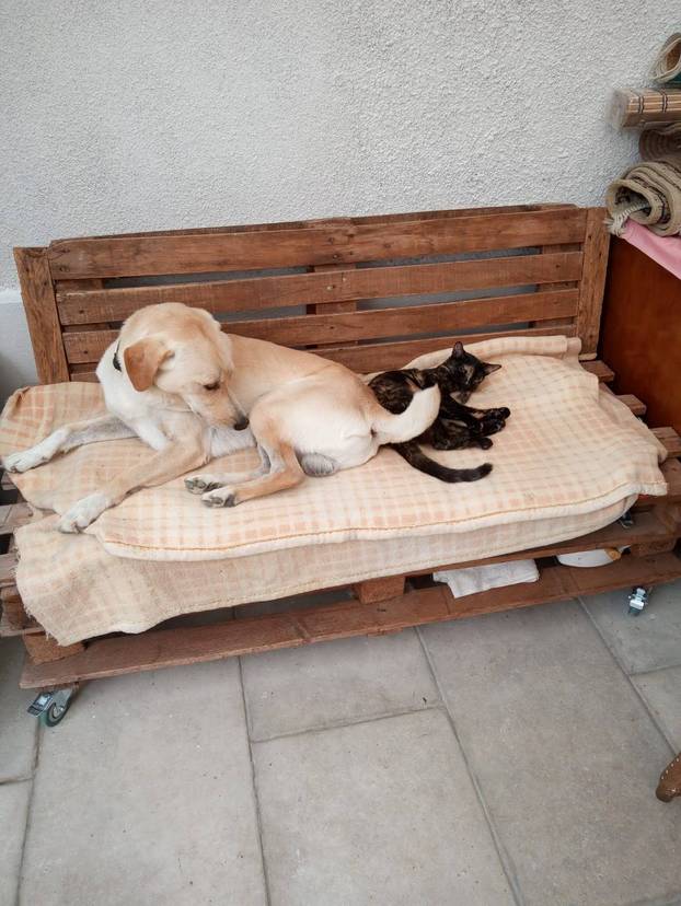 SUPER FOTKE vaših ljubimaca! Neki bi mogli biti viralni hit, ali svi su jednostavno neodoljivi