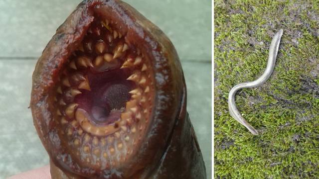 Ulovio fosilnu ribu ‘vampira’ od 30 cm: Ipak ju  vratio u Dravu