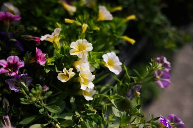 24sata Zagreb: Ponuda cvijeća na Dolcu 