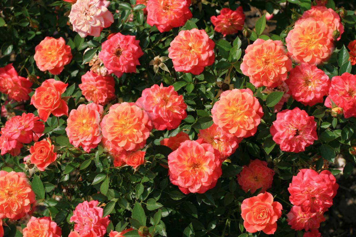 Pravilno orezivanje ruža - za bogati i zdravi daljnji rast i cvat