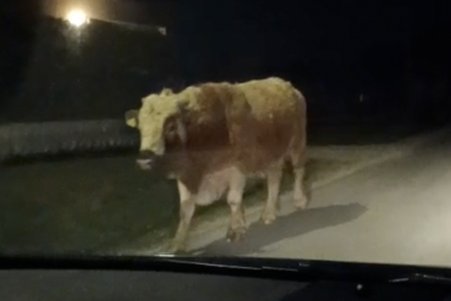 Bik na cesti prema Lukavcu