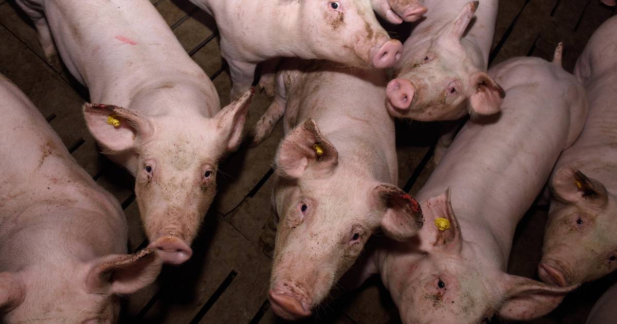 Man near Đakovo shocked as 517 of his pigs are euthanized due to infection concerns: “I took every precaution”