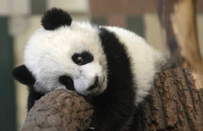 Petomjesečna panda Fu Hu odmara na omiljenom deblu 