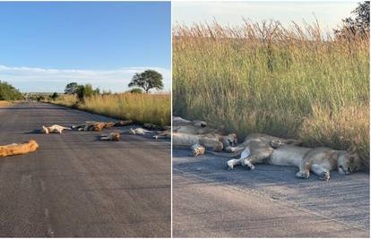 Umjesto turista, na cesti lavovi - uživaju u vlastitom carstvu
