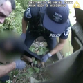 Nova snimka potjere u SAD-u: Policajci trčali za lopovom pa upali među roj ljutitih osa