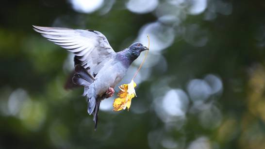 Trikovi kako otjerati golubove i druge ptice iz vrta ili s balkona