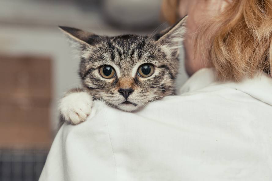 Small kitten into the hands of the physician