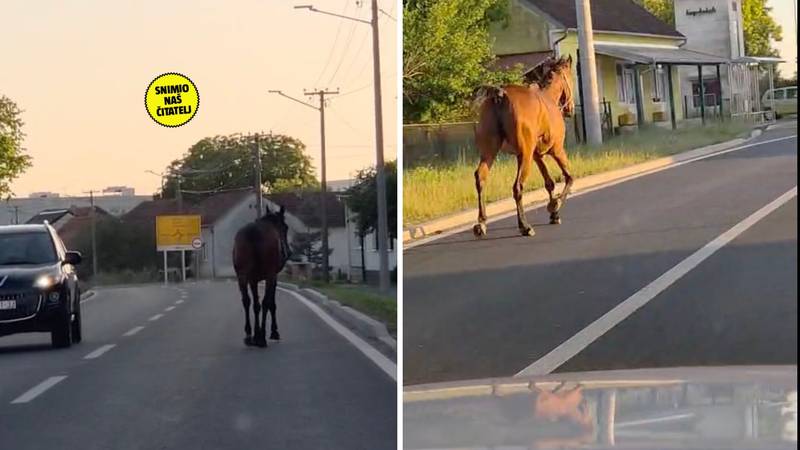 VIDEO Odbjegli konj kod Virovitice: 'Konj bježao cestom, vlasnik ga lovio na biciklu'