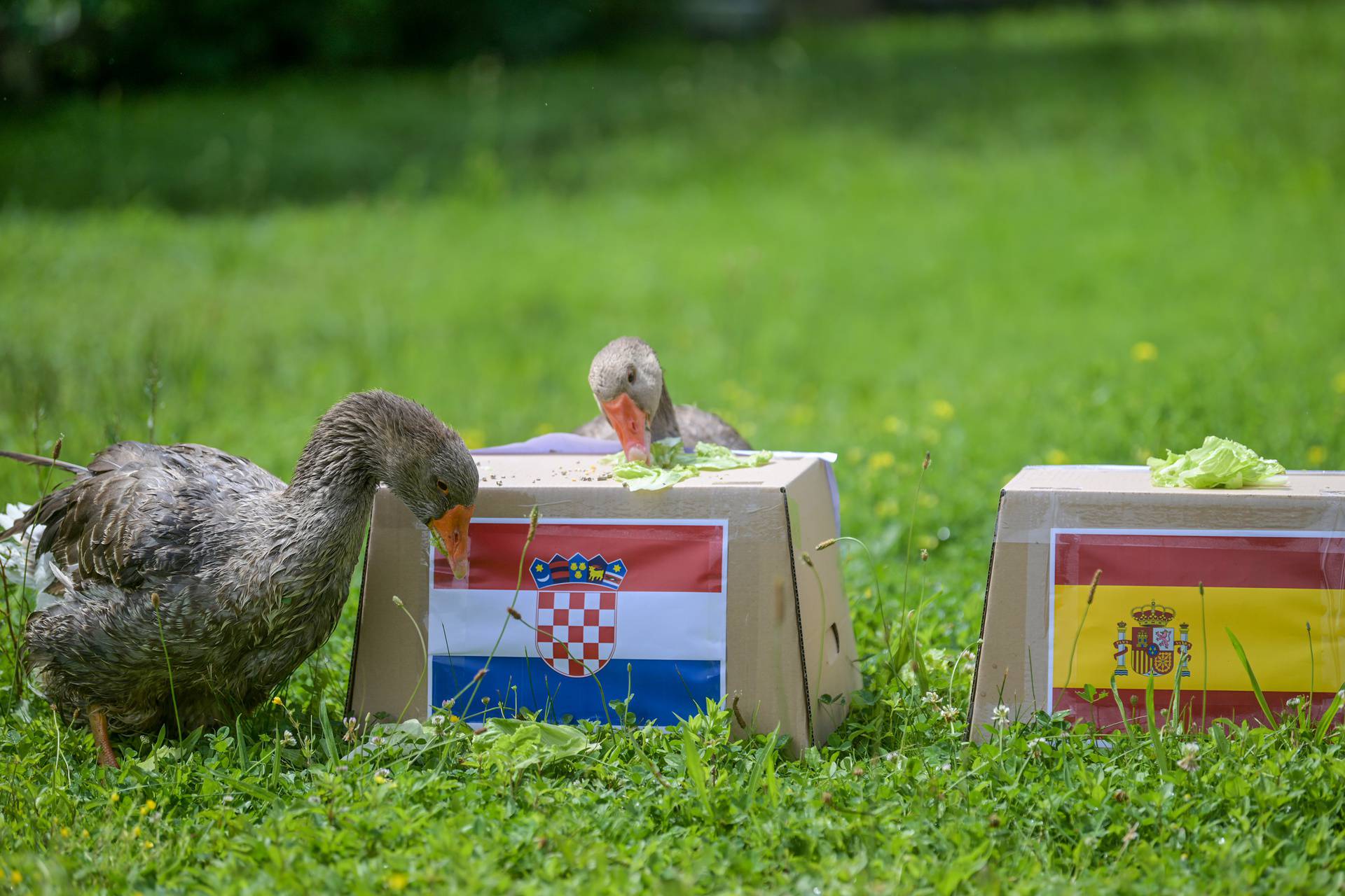 Zabok: Guska Severina prognozira tko će pobijediti na utakmici Hrvatska-Španjolska u subotu