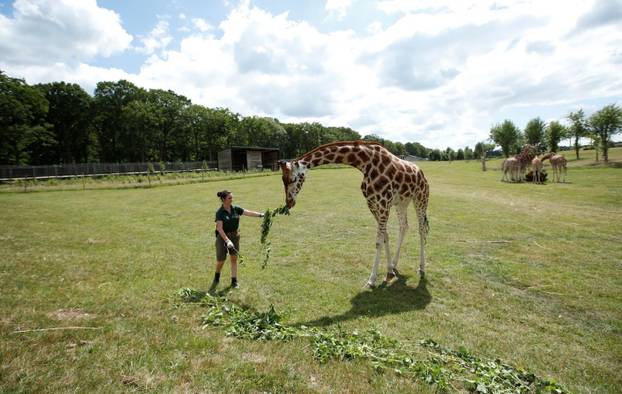 Britanski Safari park ponovno će otvoriti vrata posjetiteljima