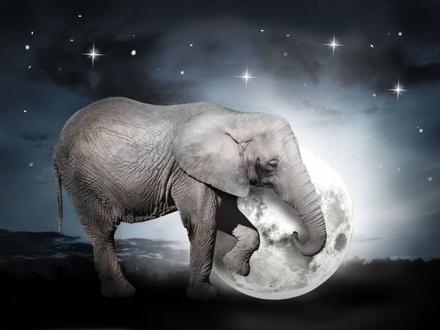 Elephant with moon