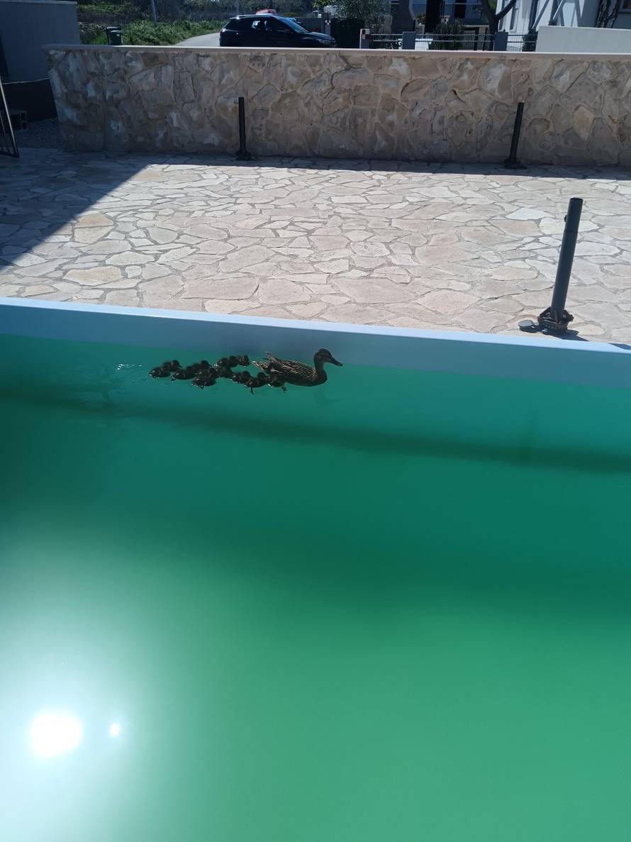 VIDEO Umjesto turista dolaze im - pačići: 'Nije prvi put da se kupaju u bazenu, stalni su gosti'