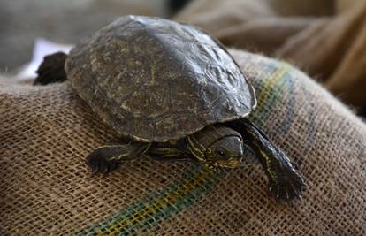 Idu u azil: Švercali su kornjače vrijedne čak tri milijuna kuna