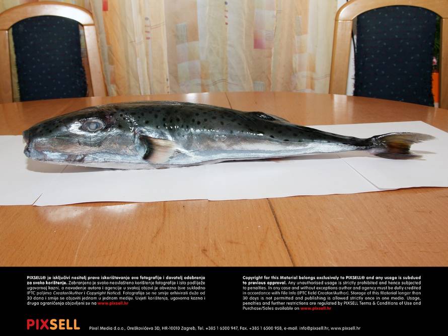 Duško Jaramaz/Pixell