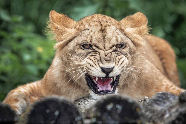 Zoološki vrt Osijek dobio nove stanovnike: Lavice, par nandua te dikobraze Olina, Zošu i Tita