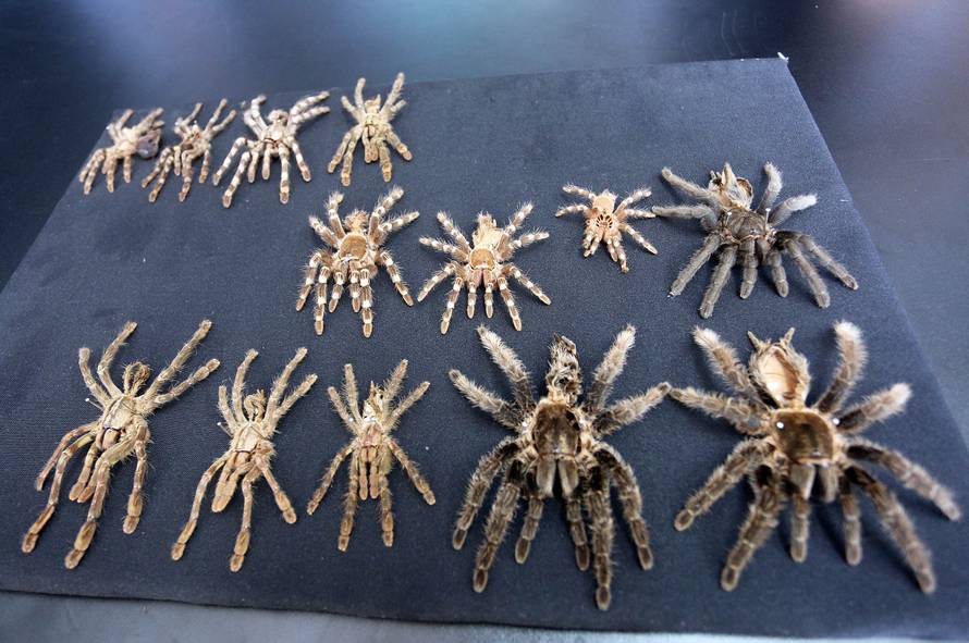 Marko je kralj tarantula: Ima ih 150, a pokrenuo je i posao...