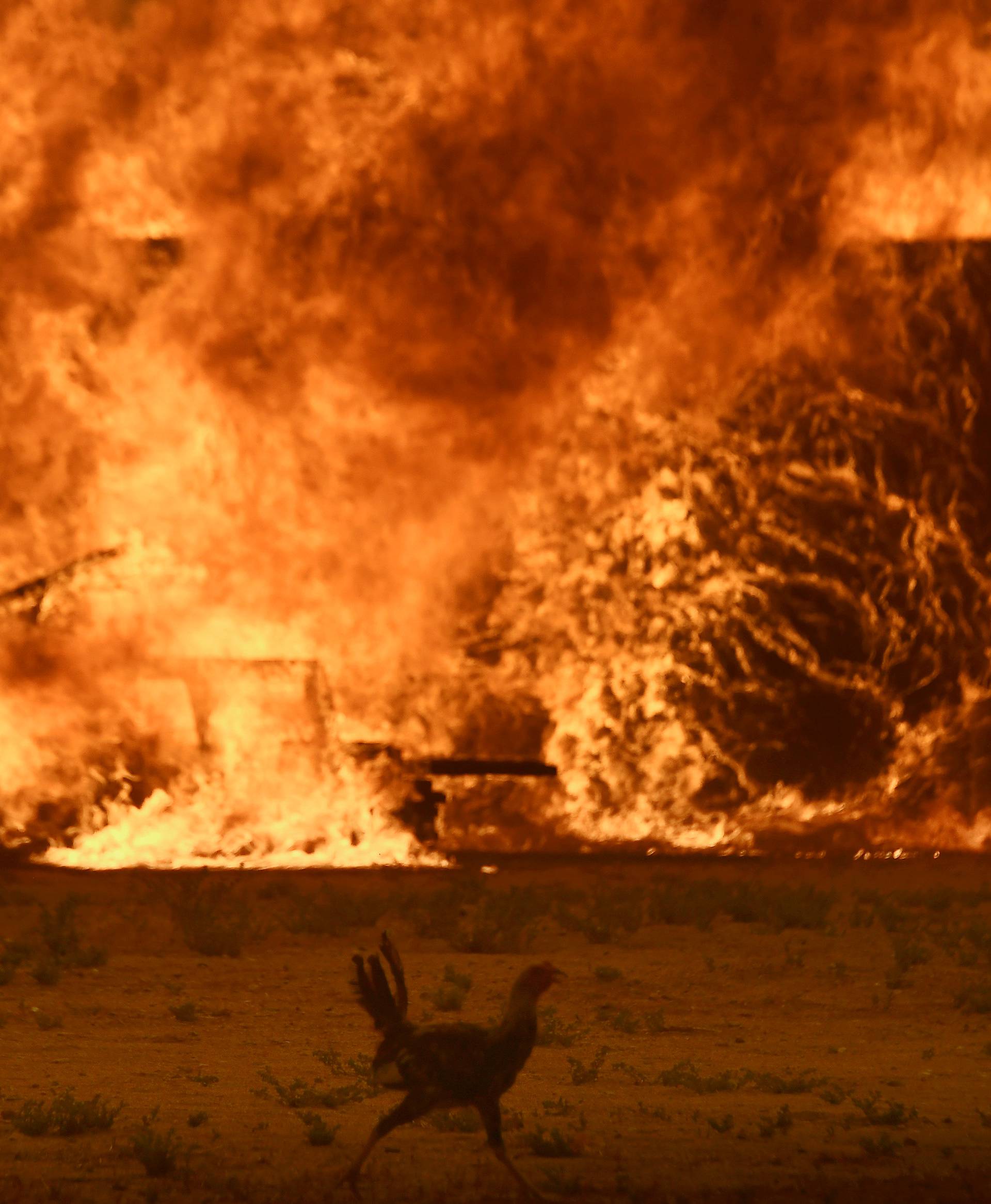 A chicken runs by a chicken coop that burns with animals still inside at the so-called Bluecut Fire in the San Bernardino National Forest in San Bernardino County