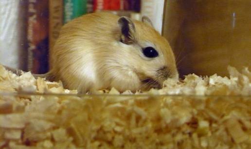 Gerbil kao kućni ljubimac: Što je važno znati prije kupovine?