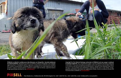 U Zagrebu i Sisku predstavljeni gradski azili za napuštene pse!