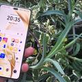 FOTO Isprobali smo Honor 200 Pro: Prvi dojmovi s telefonom koji  želi biti 'kralj portreta'