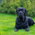 Cane Corso: Veličanstveni čuvar s nježnim srcem