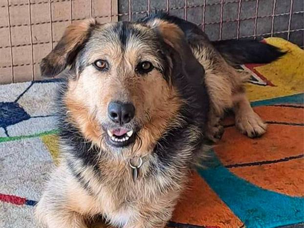 FOTO Ovi preslatki psići iz Noine Arke traže obitelj i stalni dom