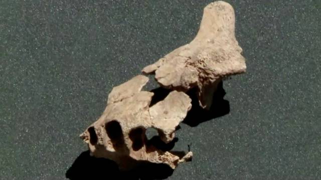 A fossil of an ancient jaw bone is seen in Burgos