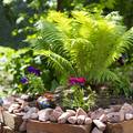 Praktični savjeti za sadnju i uređenje vrta: U kamenjar možete posaditi paprat i cvijeće