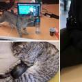 Mali Ivica: Prvi mačak FER-a osvojio studente, ali i internet