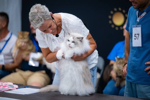 Zagreb: Drugi dan Međunarodne izložbe mačaka