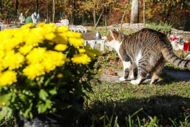 Zagreb: Groblje kućnih ljubimaca u Dumovcu obišao je jedino jedan mačak
