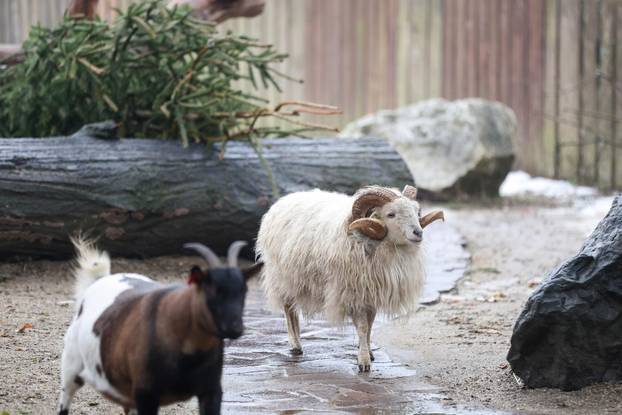 Životinjama u Zoološkom vrtu podijeljena raskićena drvca