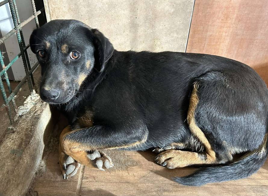 Iz romskog naselja u Međimurju spasili 37 pasa: 'Bez nadzora tu lutaju, a mačke ni ne prežive...'