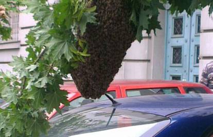 Pčele u potrazi za smještajem svratile do zagrebačkog hotela