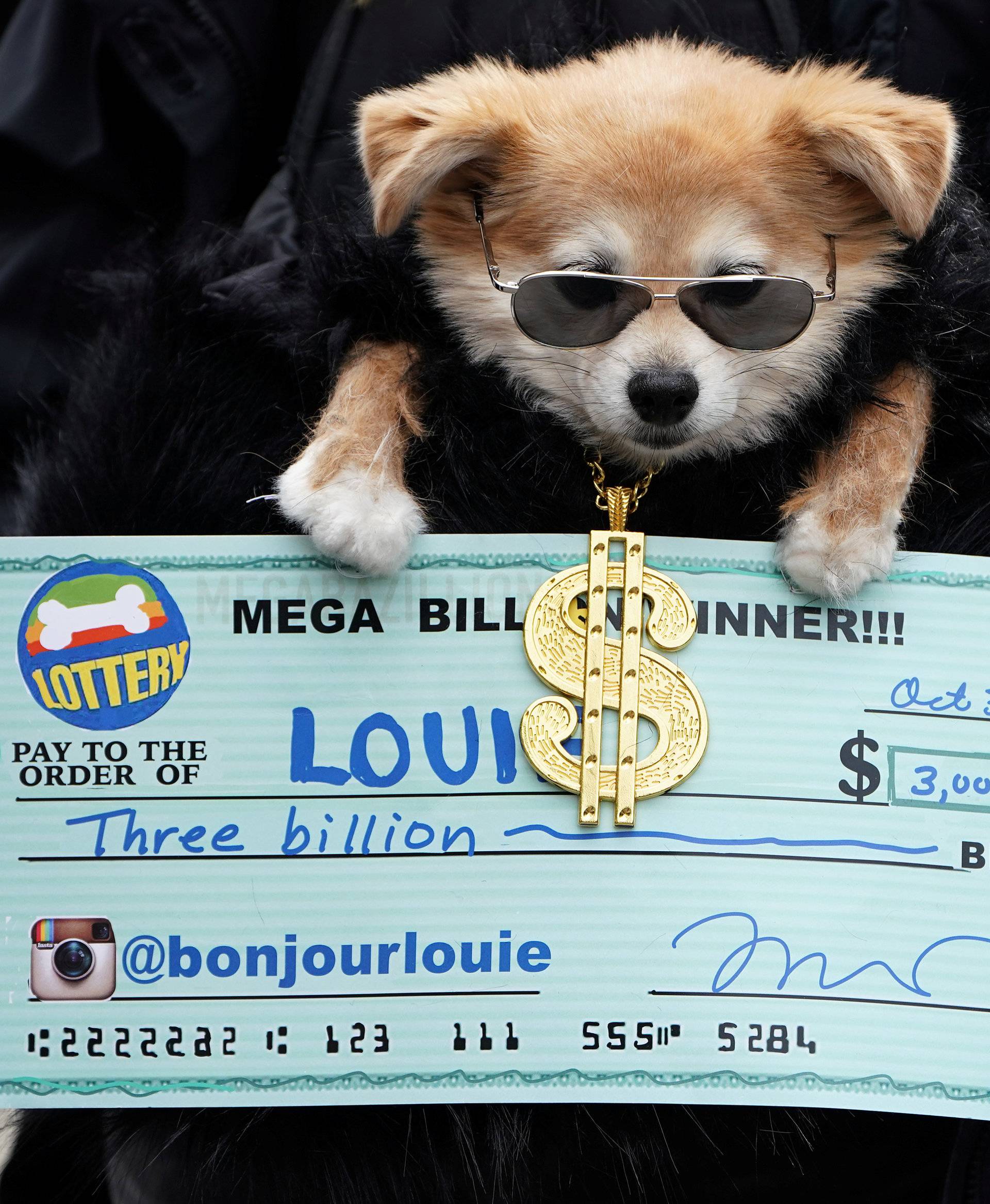 Dogs attend the Tompkins Square Park Halloween Dog Parade at East River Park in the Manhattan borough of New York City