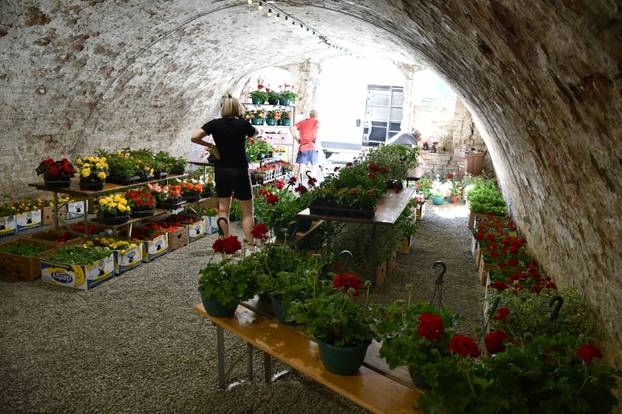FOTO Sve je šareno i veselo! Brođane čeka sajam cvijeća