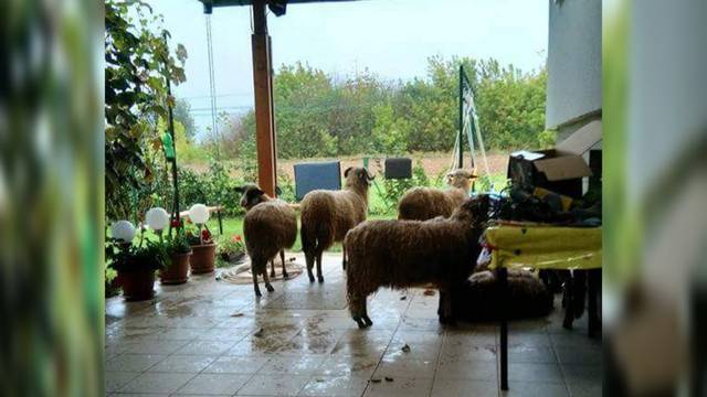 Nisu mu sve na broju: 'Halo, radio, tuđe ovce su na terasi...'