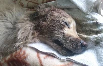 U Osijeku pronađen polumrtav pas! Borac treba vašu pomoć