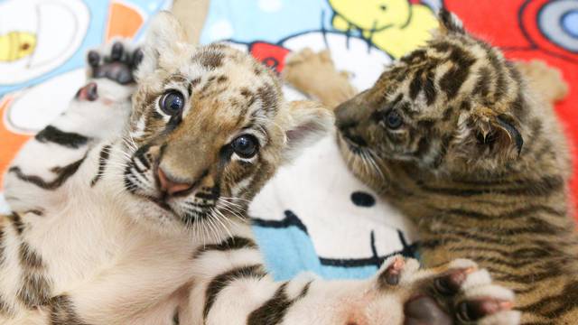 Tiger cubs are pictured at Sriracha Tiger Zoo in Chonburi province