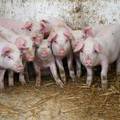 I ove godine će biti isplata uzgajivačima za usmrćene životinje od svinjske kuge