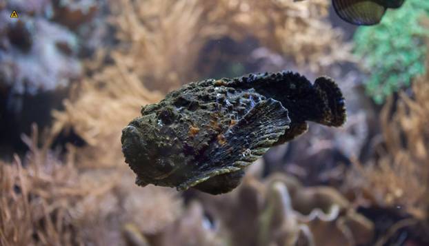 FOTO Ovo su najotrovnije životinje na svijetu: Australci, nije vama nimalo lako dolje...