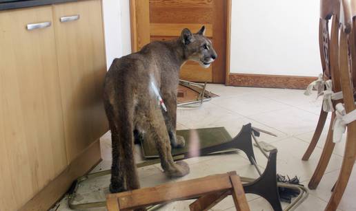 Bila jako gladna? Divlja puma potpuno uništila ženi kuhinju