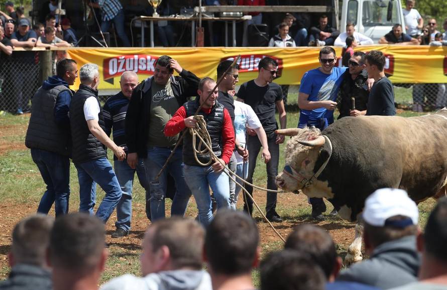 'Ne damo Peronji da viđa krave prije borbe. On bi se zaljubio!'